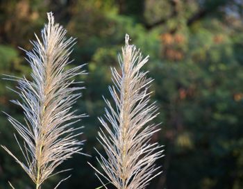 Close-up of stalks in field