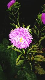 Close-up of pink flower