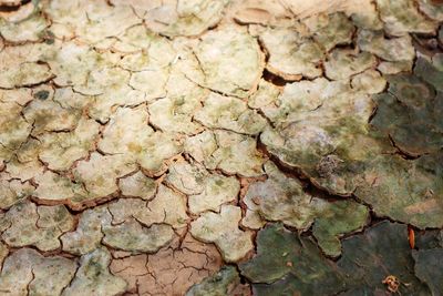 Full frame shot of cracked field