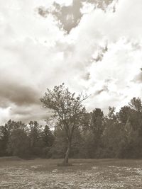 Trees on field against sky