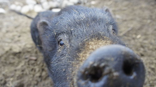 Close-up portrait of a animal