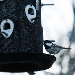 Close-up of bird perching on feeder