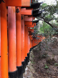 Row of japanese torii gates against in forest