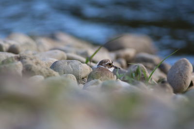 Killdeer perching on rocks by river