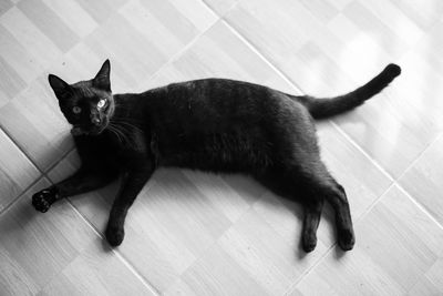 High angle view of cat lying on floor