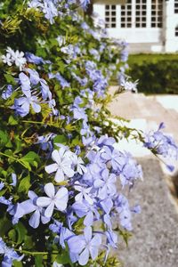 Close-up of purple flowers growing on tree