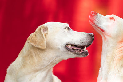 Close-up of a dog