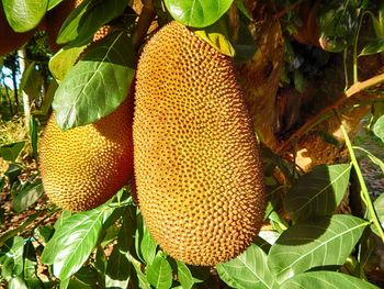 Close-up of fruit growing on tree