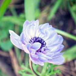 Close-up of purple flower