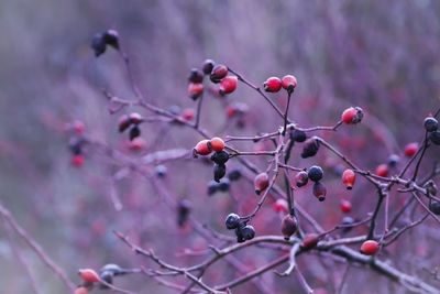 Close-up of berries growing on tree