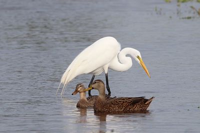 White duck in a lake