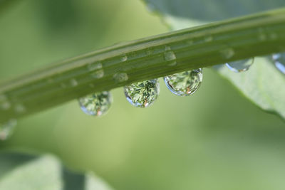 Close-up of water drops on leaf