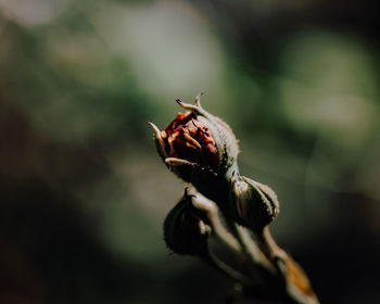 A hot sunny day starts with a beautiful dew drop on the rose in the morning