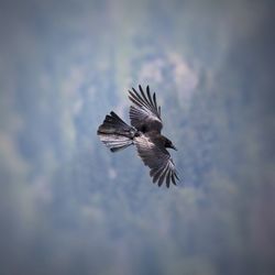 Bird flying in the sky