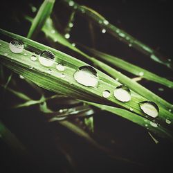 Close-up of dew drops on leaf