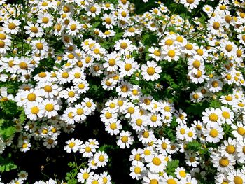 High angle view of white flowering plants on field