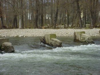 Scenic view of river flowing in forest