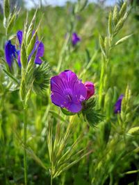 Close-up of purple flowering plant