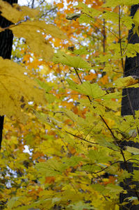 Low angle view of leaves on tree