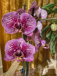 Close-up of purple orchid flower