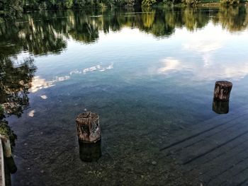 Reflection of trees in water