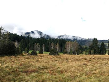 Trees on grassy landscape against mountain range