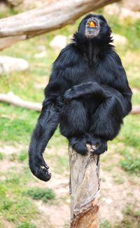 A black monkey eating an orange