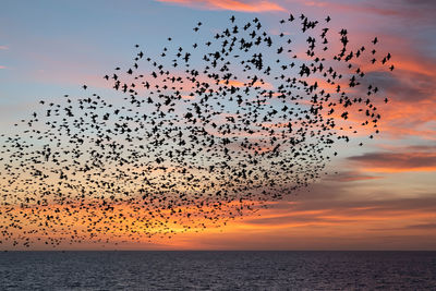 Silhouette birds flying over sea against sky during sunset