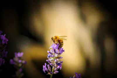 Close-up of bee pollinating on purple flower