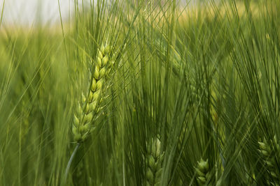 Close-up of stalks in field