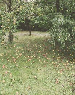 View of trees on field