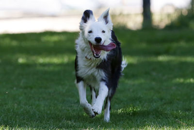 Dog running on field