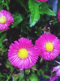 Close-up of flowers blooming outdoors