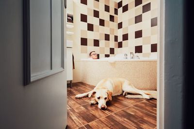Dog relaxing on hardwood floor in bathroom at home