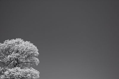 Low angle view of trees