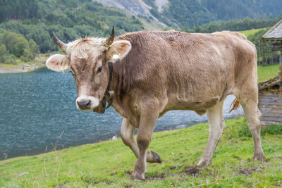 Cow walking on field