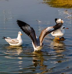 View of birds in lake