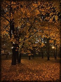 Trees on field during autumn