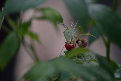 Close-up of insect on plant