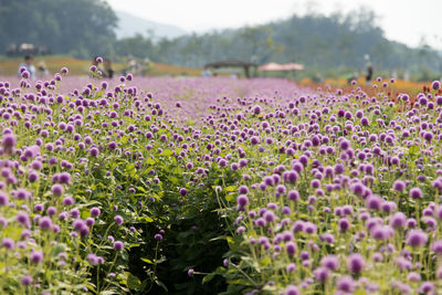 Close-up of lavender growing in field