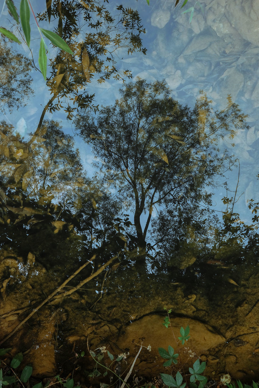 LOW ANGLE VIEW OF TREES IN FOREST AGAINST SKY