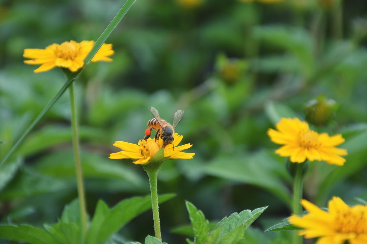 flower, yellow, petal, freshness, fragility, flower head, growth, beauty in nature, focus on foreground, blooming, plant, nature, close-up, stem, in bloom, field, pollen, day, outdoors, no people