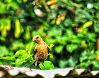 Close-up of bird perching on a plant