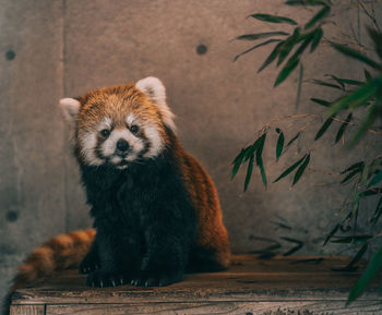 View of animal in zoo