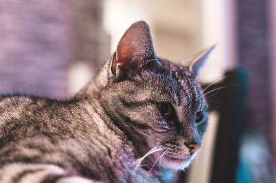 Close-up of a cat looking away