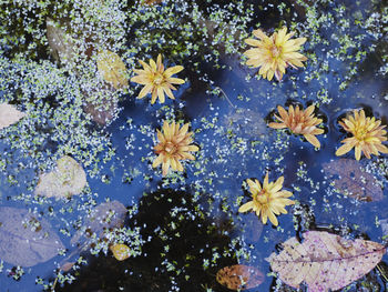 Flowers and leaves floating on water