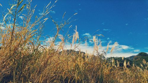 Low angle view of trees against clear sky