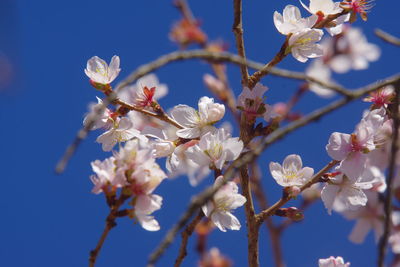 Close-up of cherry blossom