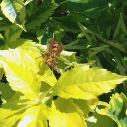 Close-up of insect on plant