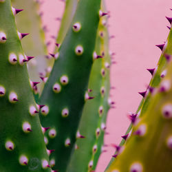 Plant close-up texture. cactus. plants lover concept. colors design